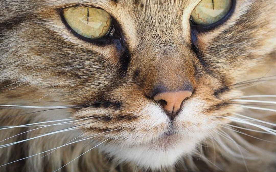 🐱Hoje assinala-se o Dia Internacional do Gato🐱